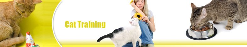 cat care guide